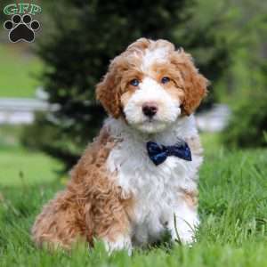 Chance, Mini Bernedoodle Puppy